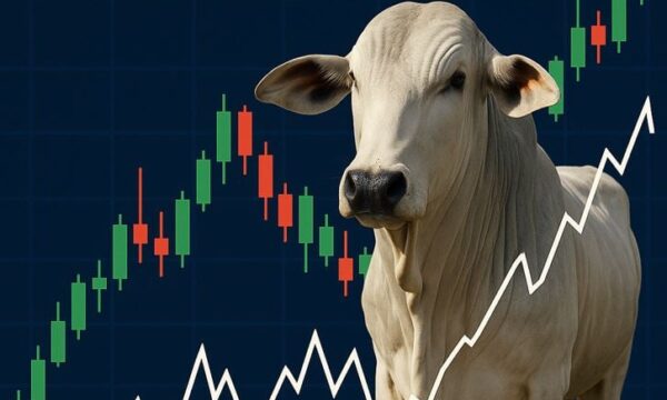 Quatro fatores reforçam expectativa de alta para a arroba do boi gordo em setembro