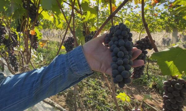 Variedade de uva italiana começa a ser produzida em São Roque