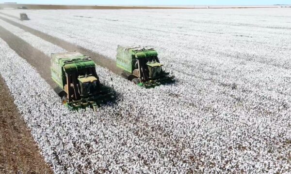 Brasil reduz área de algodão, mas produtividade deve bater recorde