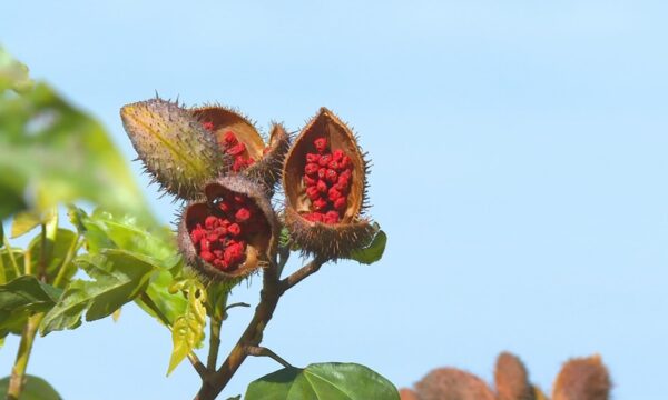 Baixo lucro em safra de urucum preocupa produtores da Nova Alta Paulista