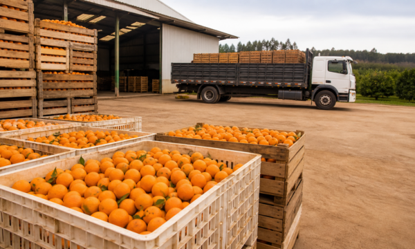 Leilão de Pepro negocia 13 mil toneladas de laranja em cinco estados