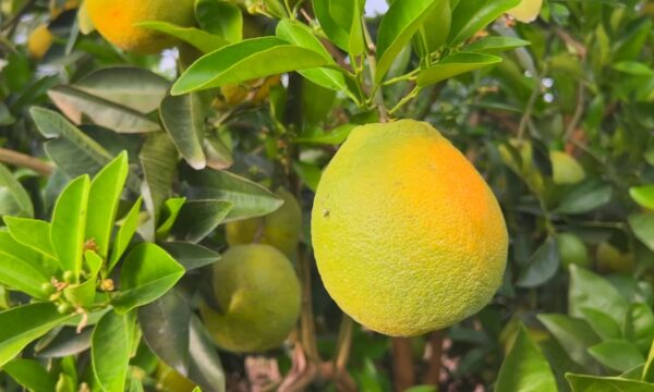 Safra de laranja cresce no interior de SP, mas queda no consumo de suco derruba preços