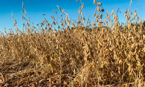 Soja encerra em alta em Chicago, com ganhos do petróleo e ameaça de atrasos na colheita nos EUA