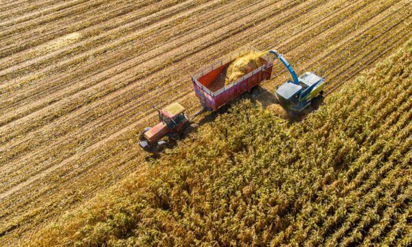 Sobe ou desce? Relatório do USDA sinaliza suporte para milho e soja, aponta analista