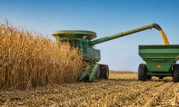 Argentina conclui colheita de milho com produção recorde de 64 milhões de toneladas