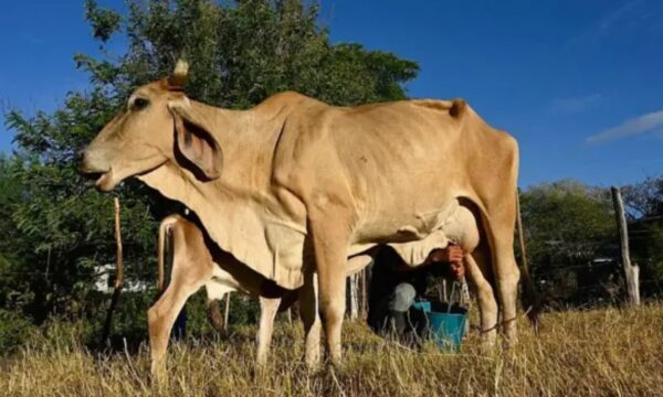 'O gado está morrendo de sede e fome': o impacto devastador do El Niño no Corredor Seco da América Central